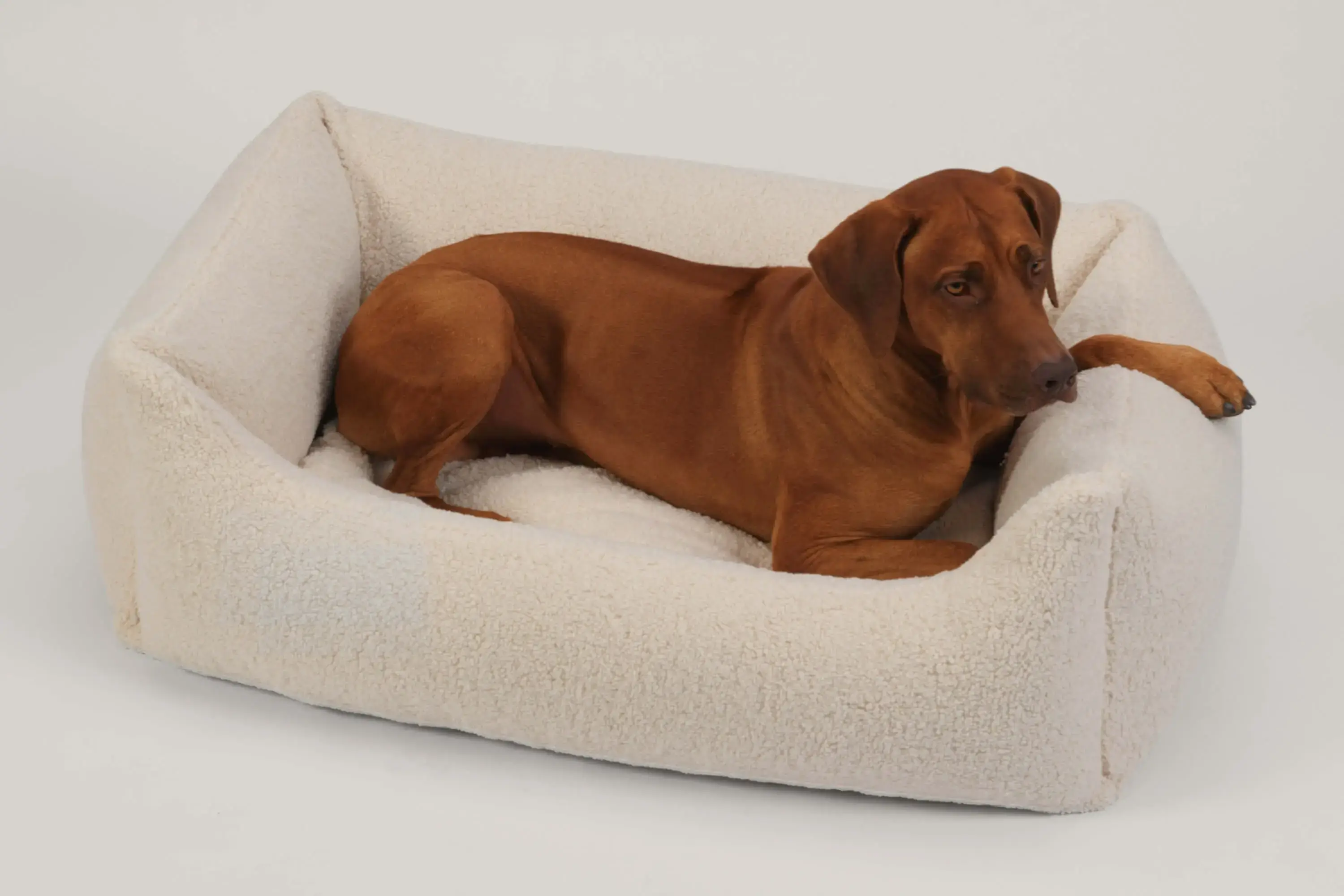 hunde frisbee PIUPET Hunde-Frisbee-Set | Hundefrisbee