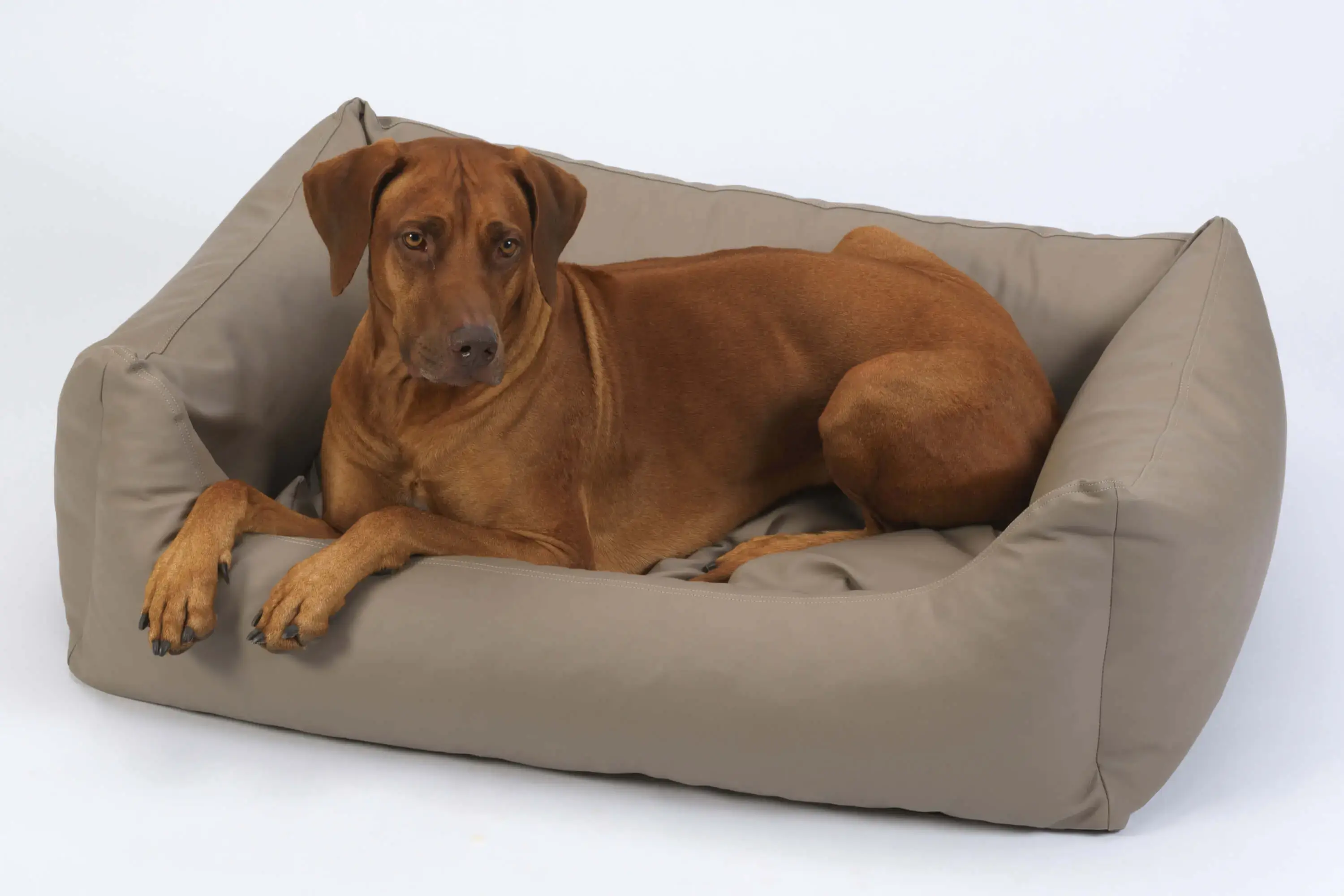 hundefutter online shops Hundefutter Advance Dog Medium Senior +7 Huhn & Reis | 3 kg | 12 kg -  PetDoctors - Online-Shop — PetDoctors